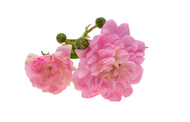 Fototapeta na wymiar small pink roses isolated