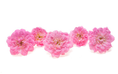 Fototapeta premium small pink roses isolated
