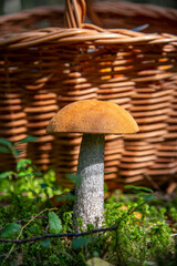 A wicker basket stands next to an aspen tree in a forest clearing.