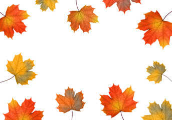 Autumn maple leaves on a white background. Autumn background.