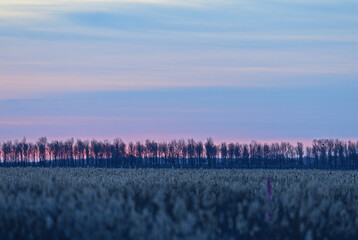 sunrise over the field