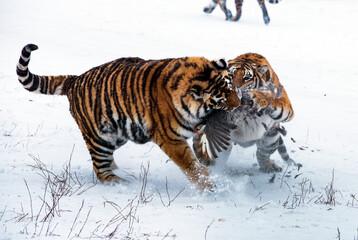 Fototapeta na wymiar siberian tiger in snow scrambling for prey