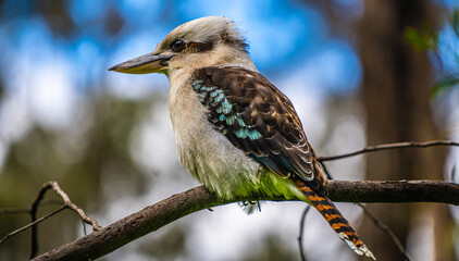 Kookaburra close up