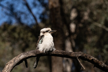 Kookaburra on branch