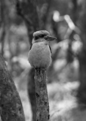 bird on a tree