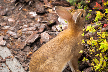 Selective focus. Wild, native young rabbit, Oryctolagus cuniculus. Rabbit is facing right. Space for copy. Horizontal. Brown rabbit in the wild. The Easter rabbit is real. Close-up