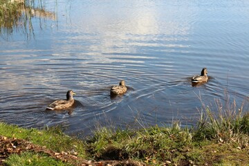 ducks on the lake