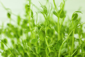 Fresh micro green sprouts, closeup