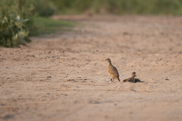 Gray Francolin 