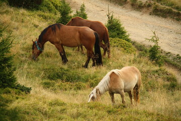 Naklejka na ściany i meble three horses in a meadow