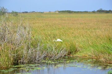 Vogel im Everglades National Park, Florida