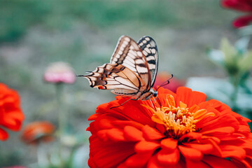 Western Tiger Swallowtail Butterfly