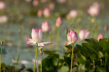 Pink Lotus flowers 
