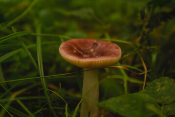 mushroom in the forest