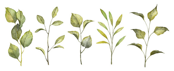 Set of watercolor hand painted realistic green leaves on twigs. Botany branches with leaves isolated on white backgrounds. Objects for patterns, backgrounds, design cards, templates