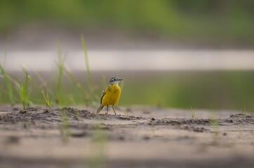 Grey  wagtail