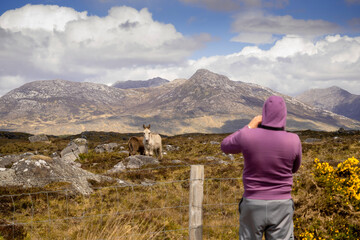 Fototapeta na wymiar Man taking picture of cute donkey in Connemara