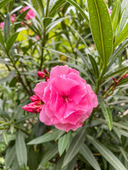 Nerium oleander