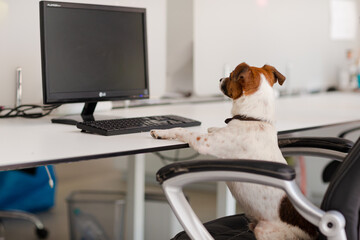 Dog sitting at desk in office