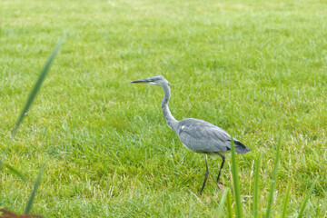 Ardea cinerea, grey heron walking on the meadow.
