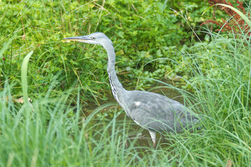 Ardea cinerea, gray heron walking on the lake shore. Great heron fishing in the morning sun in the reeds on the shore of the pond.