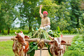 Rural scene : Young indian farmer going to work his farm on bullock cart