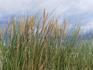 Fototapeta premium Dunes with marram grass (Ammophila arenaria).