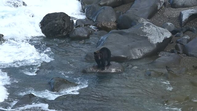 河口で鮭を捕まえようと待つヒグマ＠知床、北海道