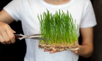 A woman cuts off a sprouted micro green wheat with scissors. Sprouted wheat grains, micro-green in the hand close-up. Germinated Wheat Micro greens. Sprouted grain. Growing sprouts. Natural food.