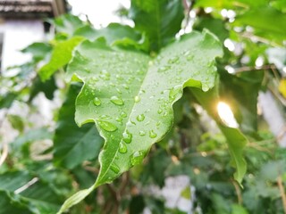 Fresh leaves with raindrop