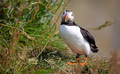 The atlantic puffin lives on the ocean and comes for nesting and breeding to the shore. They are seen in big numbers on Iceland