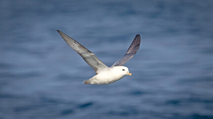Northern Fulmar - Fulmarus glacialis