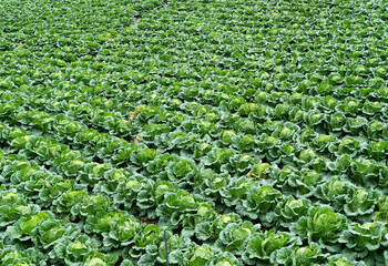 rows of lettuce in the field