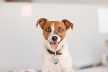 Portrait of dog