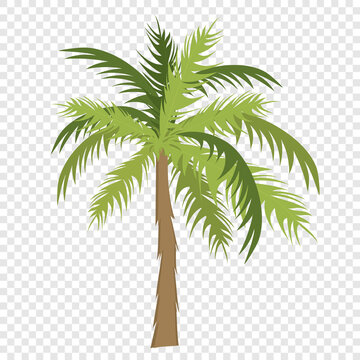 Palm tree with green leaves, flat cartoon vector drawing. Beautiful illustration of a tree for creating landscaping.