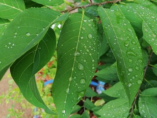 Fresh leaves with raindrop
