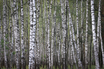 Birch Grove