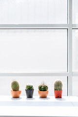Pot of cactus on white surface with bright window background with sunlight. Concept home cactus decoration