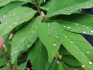 Fresh leaves with raindrop