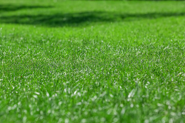 Fresh green grass on field