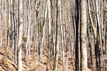 Fototapeta premium Forêt en automne