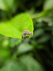 Tiny insect standing on the edge of a green leaf 