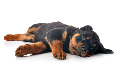 puppy rottweiler in studio