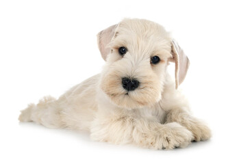 puppy miniature schnauzer in studio