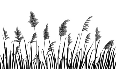 Silhouette of reeds and marsh grass on white background.