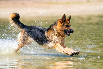 Young happy German Shepherd, playing in the water. The dog splashes and jumps happily in the lake