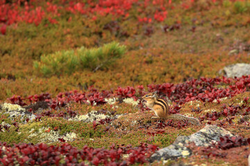 【北海道】大雪山黒岳のエゾシマリス