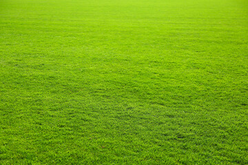 Fresh green grass on lawn