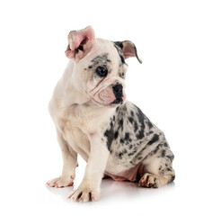 Fototapeta premium merle french bulldog
