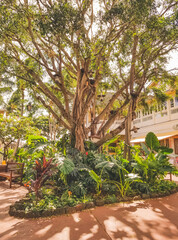 Beautiful large tree and landscaping in open air shopping area